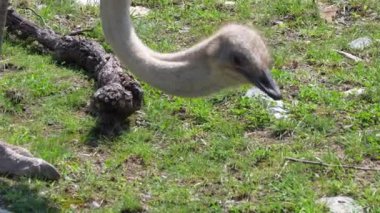 Hayvanat bahçesindeki bir devekuşunun portresini kapat.