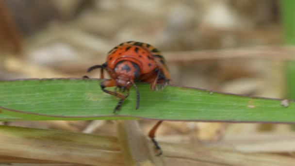 Colorado Potato Beetle Leptinotarsa Decemlineata Plant — Stock Video