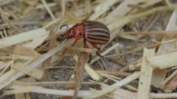 Colorado Patates Böceği Leptinotarsa Decemlineata Bir Bitki Üzerinde — Stok video