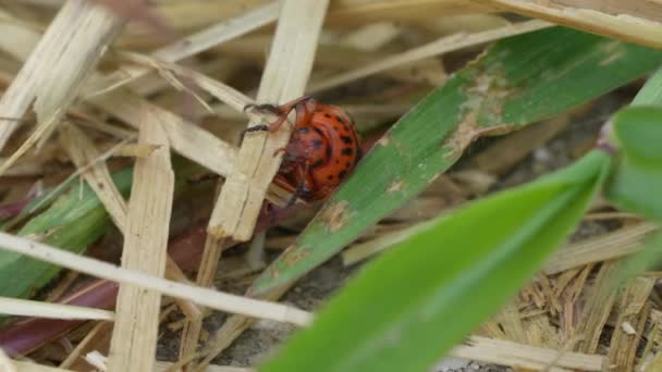 Doryphore Pomme Terre Leptinotarsa Decemlineata Sur Une Plante — Video