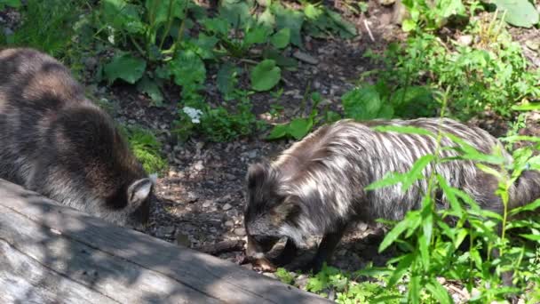 Racoon Dogs Eating Forest — Stock Video