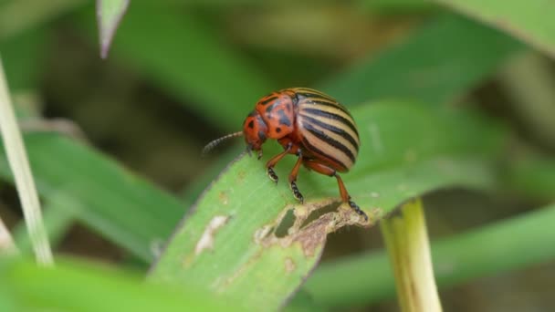 Kartoffelkäfer Leptinotarsa Decemlineata Auf Einer Pflanze — Stockvideo