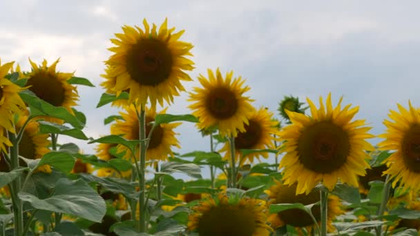 Красиві Соняшники Полі Літній Сезон — стокове відео