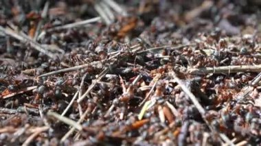 Karınca kolonisinde hareket eden kahverengi karıncaların yakın görüntüsü, seçici odaklanma