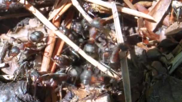 Vue Rapprochée Des Fourmis Brunes Déplaçant Colonie Fourmis Mise Point — Video