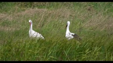 Beyaz leylekler dosyalanıyor