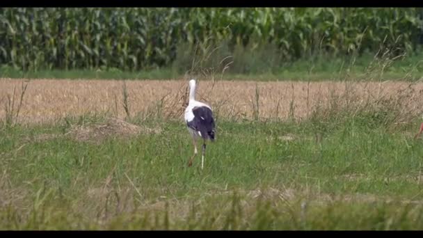 Stork Περπάτημα Ένα Πράσινο Πεδίο — Αρχείο Βίντεο