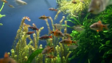 Akvaryumdaki renkli balık sürüsü.. 