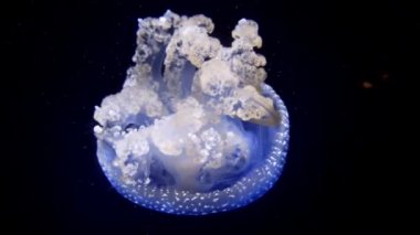 Beyaz benekli denizanası (Phyllorhiza punctata), Avustralya benekli denizanası olarak da bilinir..