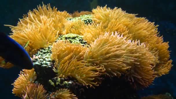 海洋水族馆中的珊瑚 — 图库视频影像