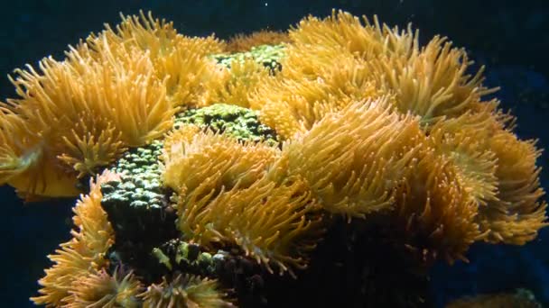 Anemonen Koralen Een Marine Aquarium — Stockvideo