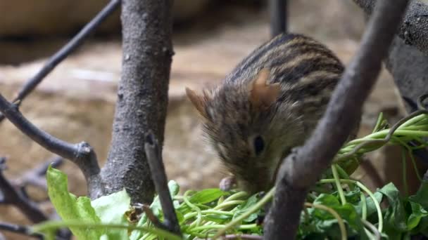 Barbary Striped Grass Mouse Lemniscomys Barbarus Eating — Stock Video