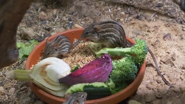 Barbary Striped Grass Mice Lemniscomys Barbarus Eating — Stock Video