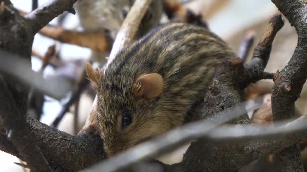 Ratón Hierba Rayado Berberiscos Lemniscomys Barbarus — Vídeo de stock