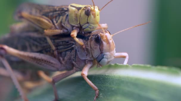 Migratory Locusts Leaves — Stock Video