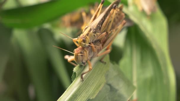 나뭇잎에 주하는 메뚜기 — 비디오