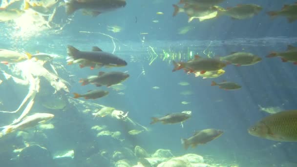 Tatlı Balık — Stok video