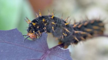 Raupe yaprak yiyor.