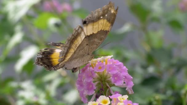 Beau Papillon Sur Fleur Rose Dans Jardin — Video