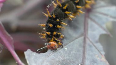 Tırtıl yaprak yiyor.