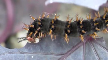 Tırtıl yaprak yiyor.