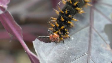 Tırtıl yaprak yiyor.