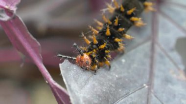 Tırtıl yaprak yiyor.