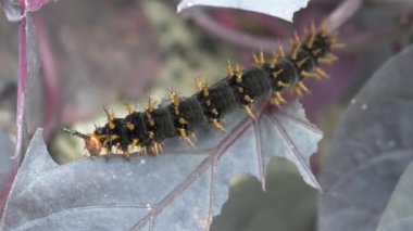 Tırtıl yaprak yiyor.