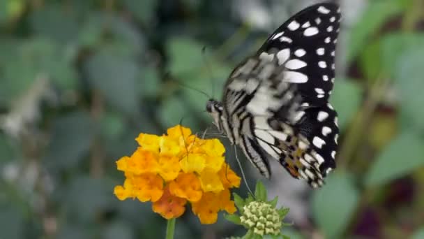 Hermosa Mariposa Una Flor Naranja — Vídeos de Stock