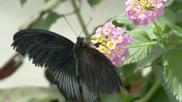 Mariposa Sobre Flores Luz Del Sol — Vídeos de Stock