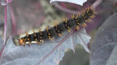 Bir bitkinin üzerindeki tırtılın yanına.