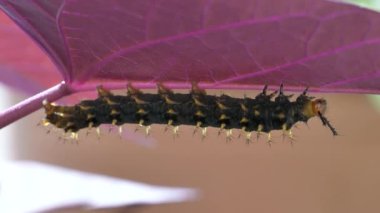 Tırtıl yaprak yiyor.