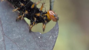 Bir bitkinin üzerindeki tırtılın yanına.