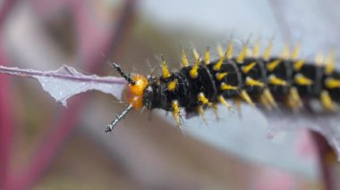 Tırtıl yaprak yiyor.
