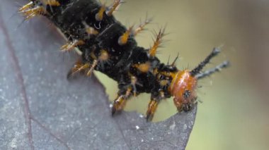 Tırtıl yaprak yiyor.