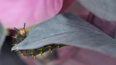 Yaprakların üzerinde bir tırtılın yakın çekimi.
