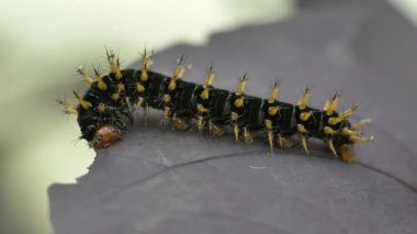 Tırtıl yaprak yiyor.