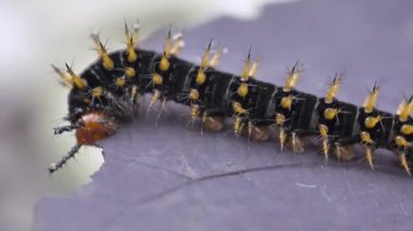 Tırtıl yaprak yiyor.