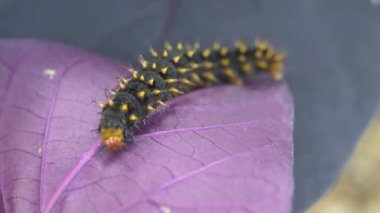 Tırtıl yaprak yiyor.