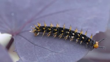 Tırtıl yaprak yiyor.
