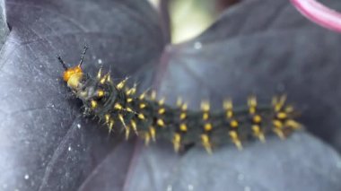 Tırtıl yaprak yiyor.