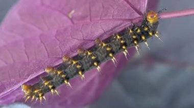 Yaprakların üzerinde bir tırtılın yakın çekimi.