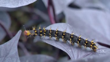 Yaprakların üzerinde bir tırtılın yakın çekimi.
