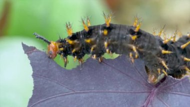 Raupe yaprak yiyor.