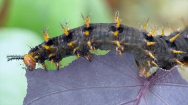 Raupe yaprak yiyor.