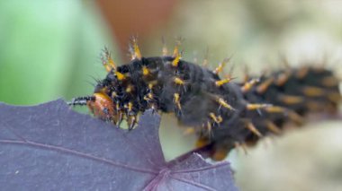Raupe yaprak yiyor.