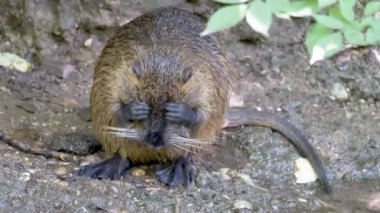 Suyun yanında sevimli kunduz.