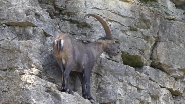 Alpin Ibex Klättrar Klipporna — Stockvideo