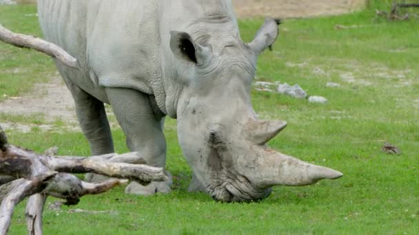 Witte Neushoorn Het Gras — Stockvideo