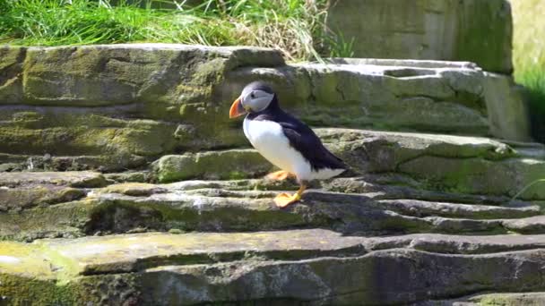 Atlantische Papegaaiduiker Loopt Rotsen — Stockvideo